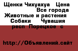 Щенки Чихуахуа › Цена ­ 12000-15000 - Все города Животные и растения » Собаки   . Чувашия респ.,Порецкое. с.